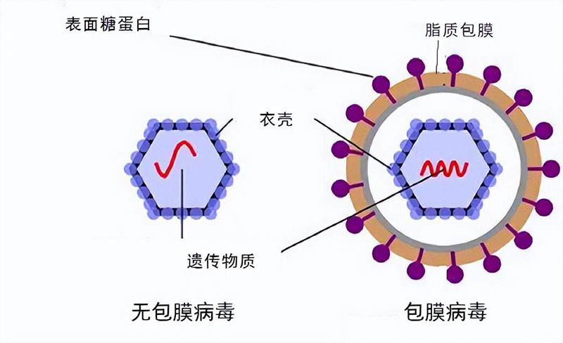 新冠病毒对酒精特别敏感？喝高度白酒预防新冠吗？