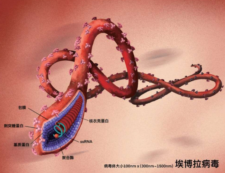 致死率高达90%，两周之内将人化掉，埃博拉病毒为何如此恐怖？